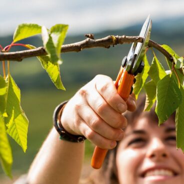 Aiakäärid STIHL PG 20 Aiakäärid STIHL PG 20 – 00008813637