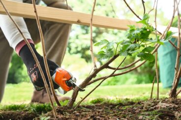 Akuoksakäärid STIHL ASA 20 AS